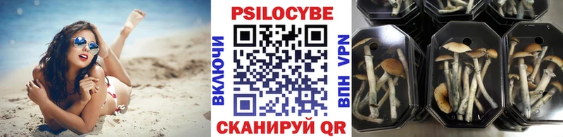 кракен ССЫЛКА  где продают наркотики  Нефтекумск  Галлюциногенные грибы Psilocybe 